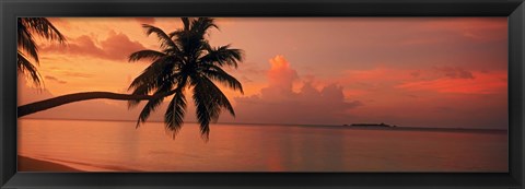 Framed Silhouette of palm tree on the beach at sunrise, Fihalhohi Island, Maldives Print