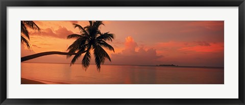 Framed Silhouette of palm tree on the beach at sunrise, Fihalhohi Island, Maldives Print