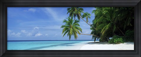Framed Palm trees on the beach, Fihalhohi Island, Maldives Print