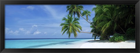 Framed Palm trees on the beach, Fihalhohi Island, Maldives Print