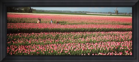 Framed Mother and daughters in field of red tulips, Alkmaar, Netherlands Print