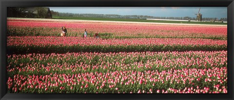 Framed Mother and daughters in field of red tulips, Alkmaar, Netherlands Print