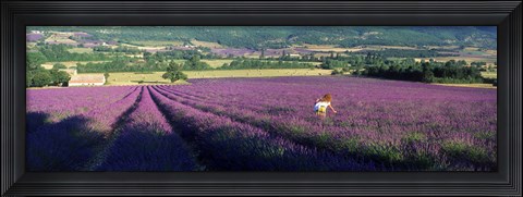 Framed Woman walking through fields of lavender, Provence-Alpes-Cote d&#39;Azur, France Print