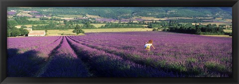 Framed Woman walking through fields of lavender, Provence-Alpes-Cote d&#39;Azur, France Print