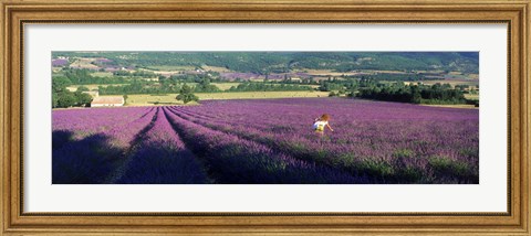 Framed Woman walking through fields of lavender, Provence-Alpes-Cote d&#39;Azur, France Print