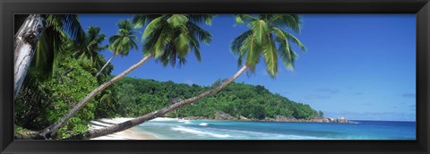 Framed Palm trees on the beach, Anse Severe, La Digue Island, Seychelles Print