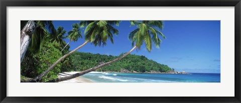 Framed Palm trees on the beach, Anse Severe, La Digue Island, Seychelles Print