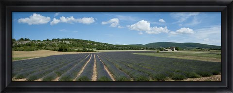 Framed Lavender fields near D701, Simiane-La-Rotonde, Alpes-de-Haute-Provence, Provence-Alpes-Cote d&#39;Azur, France Print