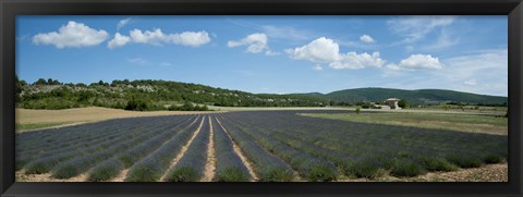 Framed Lavender fields near D701, Simiane-La-Rotonde, Alpes-de-Haute-Provence, Provence-Alpes-Cote d&#39;Azur, France Print