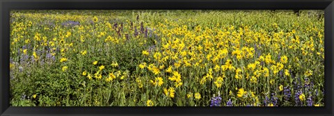 Framed Wildflowers in a field, Crested Butte, Gunnison County, Colorado, USA Print