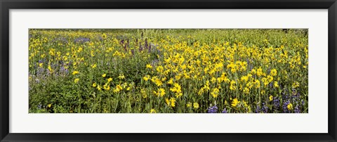 Framed Wildflowers in a field, Crested Butte, Gunnison County, Colorado, USA Print