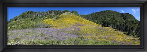 Framed Sunflowers and larkspur wildflowers on hillside, Colorado, USA Print