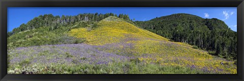 Framed Sunflowers and larkspur wildflowers on hillside, Colorado, USA Print