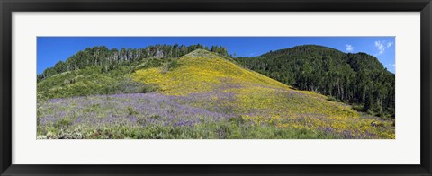 Framed Sunflowers and larkspur wildflowers on hillside, Colorado, USA Print