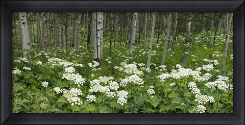 Framed Yarrow and aspen trees along Gothic Road, Mount Crested Butte, Gunnison County, Colorado, USA Print