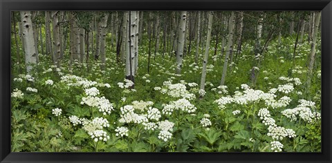Framed Yarrow and aspen trees along Gothic Road, Mount Crested Butte, Gunnison County, Colorado, USA Print