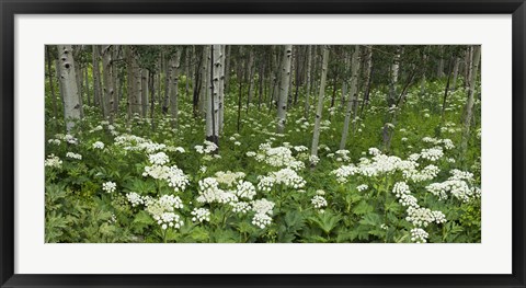 Framed Yarrow and aspen trees along Gothic Road, Mount Crested Butte, Gunnison County, Colorado, USA Print