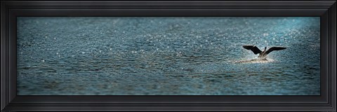 Framed Bird taking off over water Print