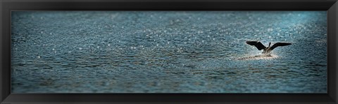 Framed Bird taking off over water Print