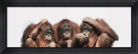 Framed Close-up of three orangutans Print
