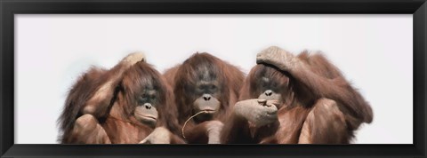 Framed Close-up of three orangutans Print