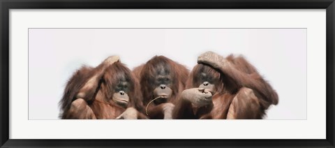 Framed Close-up of three orangutans Print