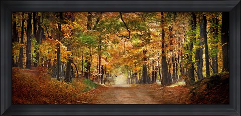 Framed Horse running across road in fall colors Print