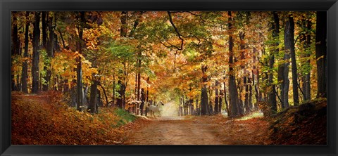 Framed Horse running across road in fall colors Print