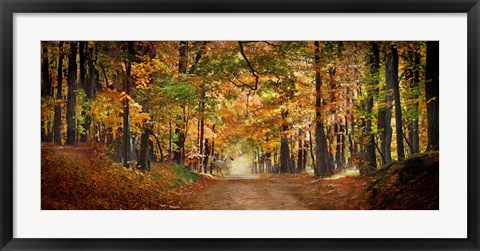 Framed Horse running across road in fall colors Print