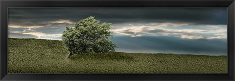 Framed Tree swaying in storm Print