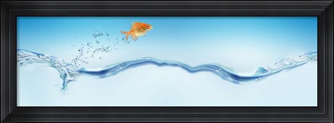 Framed Goldfish jumping out of water Print