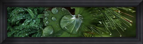 Framed Water Droplets on Leaves Print