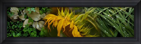 Framed Close-up of leaves with yellow flower Print
