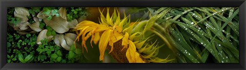 Framed Close-up of leaves with yellow flower Print