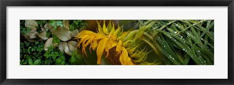 Framed Close-up of leaves with yellow flower Print