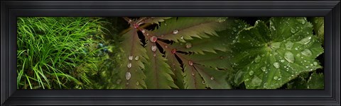 Framed Close-Up of Leaves with Water Droplets Print