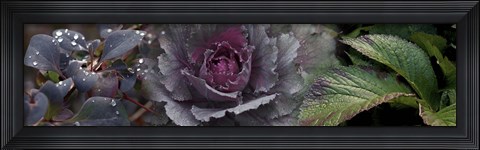 Framed Close-up of leaves and ornamental cabbage with water droplets Print