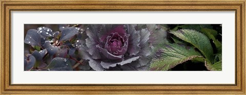 Framed Close-up of leaves and ornamental cabbage with water droplets Print