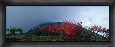 Framed Trees in autumn at dusk, Provence-Alpes-Cote d&#39;Azur, France Print