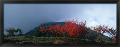 Framed Trees in autumn at dusk, Provence-Alpes-Cote d&#39;Azur, France Print