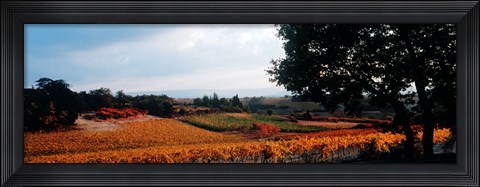 Framed Autum in the Vineyards, Provence-Alpes-Cote d&#39;Azur, France Print