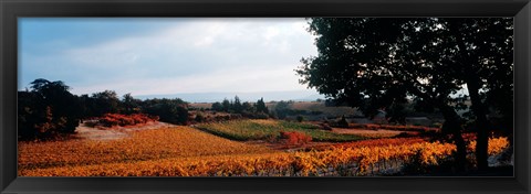 Framed Autum in the Vineyards, Provence-Alpes-Cote d&#39;Azur, France Print