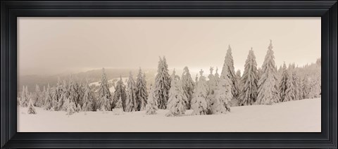 Framed Snow covered trees on a hill, Feldberg, Black Forest, Baden-Wurttemberg, Germany Print
