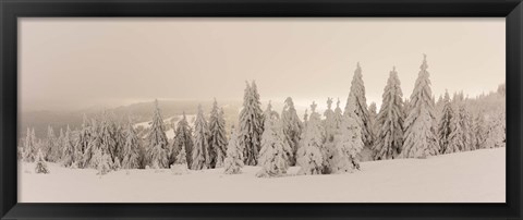 Framed Snow covered trees on a hill, Feldberg, Black Forest, Baden-Wurttemberg, Germany Print