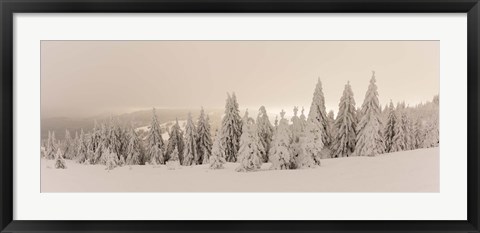 Framed Snow covered trees on a hill, Feldberg, Black Forest, Baden-Wurttemberg, Germany Print