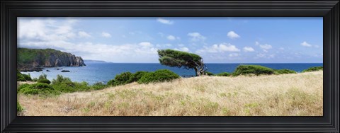 Framed Bended trees on the bay, Bay Of Buggerru, Iglesiente, Sardinia, Italy Print