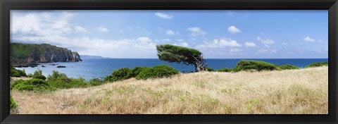 Framed Bended trees on the bay, Bay Of Buggerru, Iglesiente, Sardinia, Italy Print