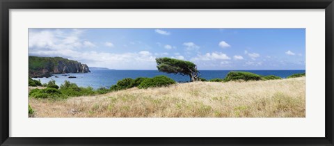 Framed Bended trees on the bay, Bay Of Buggerru, Iglesiente, Sardinia, Italy Print