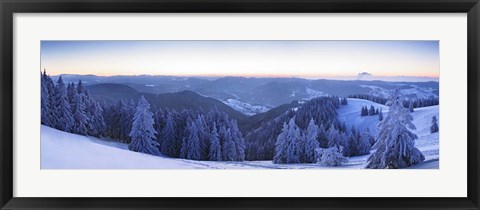 Framed Snow covered trees on a hill, Feldberg Mountain, Black Forest, Baden-Wurttemberg, Germany Print