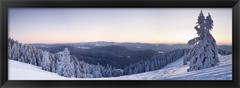 Framed Snow covered trees on a hill, Belchen Mountain, Black Forest, Baden-Wurttemberg, Germany Print